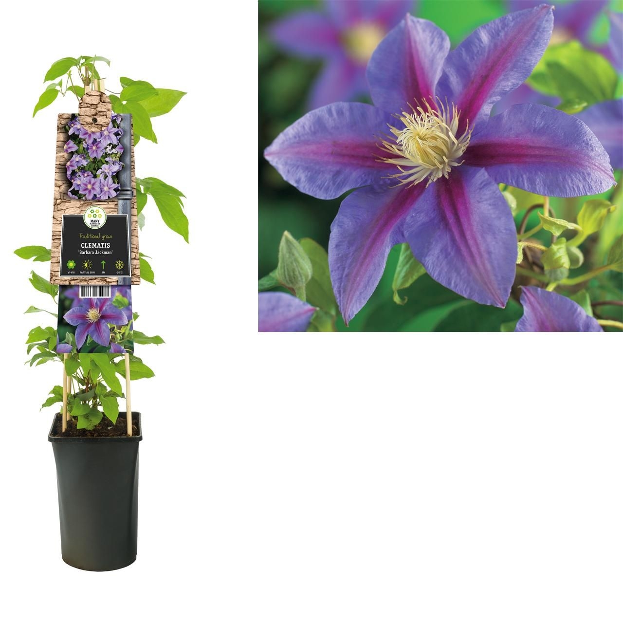 Clematis 'Barbara Jackman' - Tuincentrum Schmitz