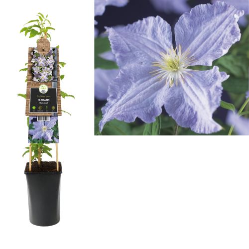 Clematis 'Blue Angel'