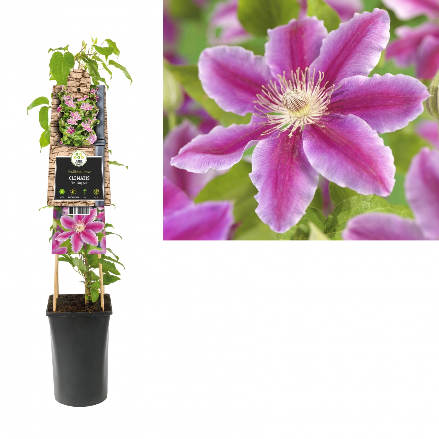 Clematis 'Dr Ruppel' - Tuincentrum Schmitz