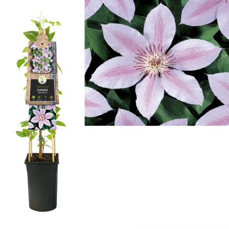 Clematis 'John Paul II'