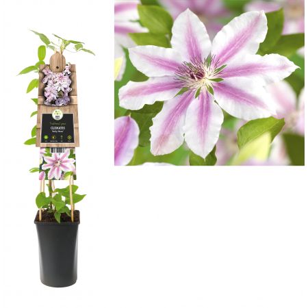 Clematis 'Nelly Moser'