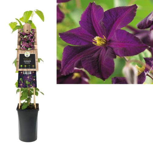 Clematis 'Romantika'