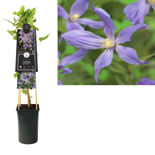 Clematis 'Sparkling Star'®