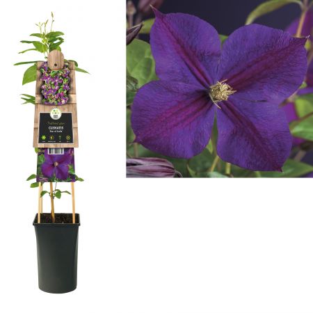 Clematis 'Star of India'