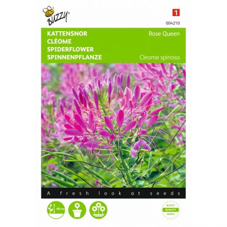 Cleome spinosa rose queen 0.75g