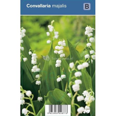 Convallaria majalis p9