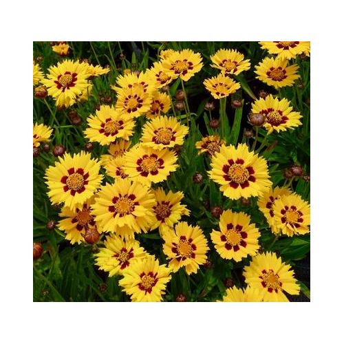 Coreopsis grandiflora Sunfire P9