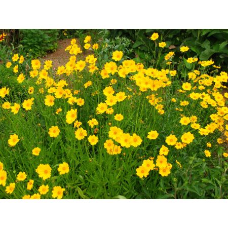 Coreopsis grandiflora Sunray P9