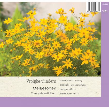 Coreopsis verticillata p9