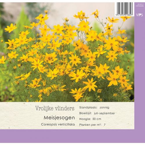 Coreopsis verticillata p9