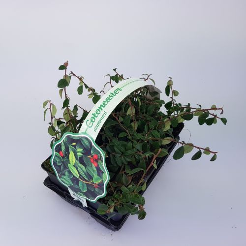 Cotoneaster dammeri 6-PACK