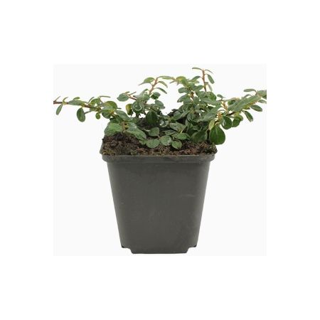 Cotoneaster Queen of Carpets 6-PACK