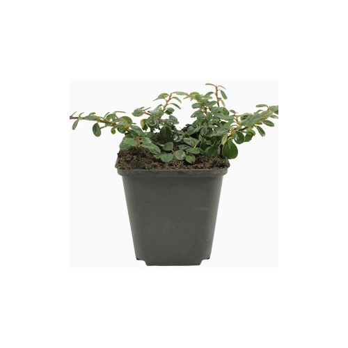Cotoneaster Queen of Carpets 6-PACK