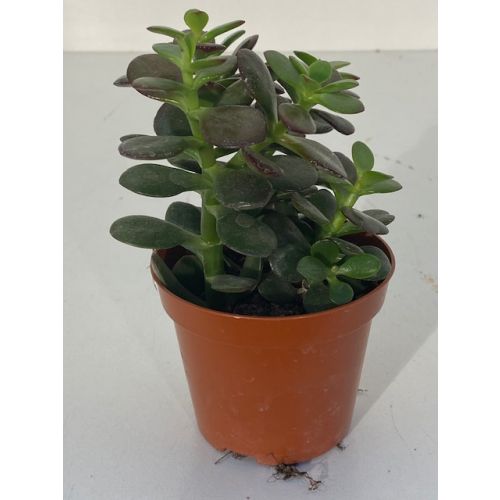 Crassula ovata