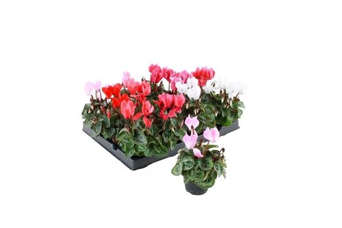Cyclamen gemeng