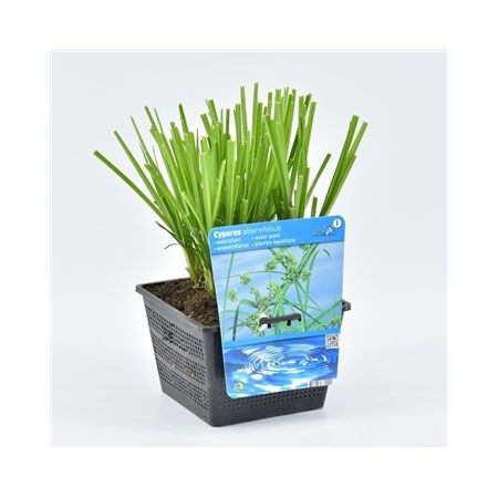 Cyperus alternifolius