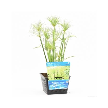 Cyperus percamenthus P18