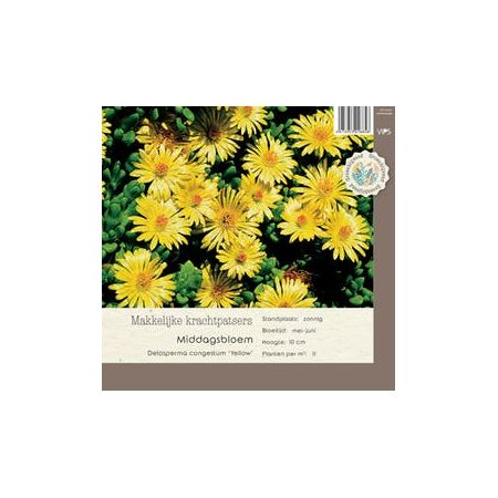 Delosperma congestum Yellow P9