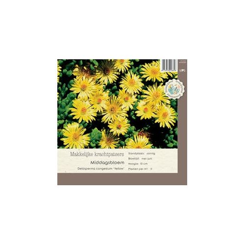 Delosperma congestum Yellow P9