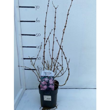 Deutzia hybrida 'Mont Rose'