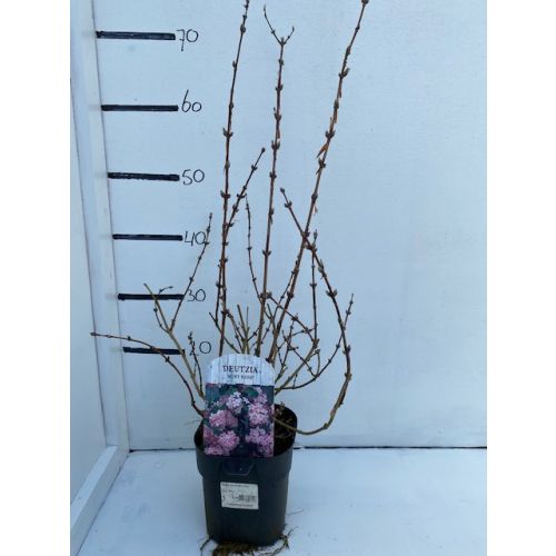 Deutzia hybrida 'Mont Rose'