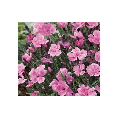 Dianthus hyb. Dinetta Soft Pink