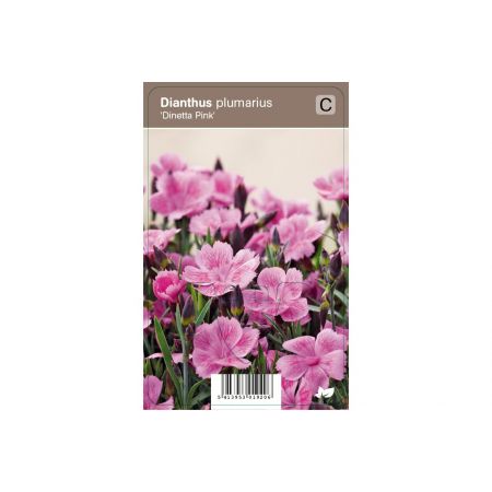 Dianthus plum. Dinetta Pink P9
