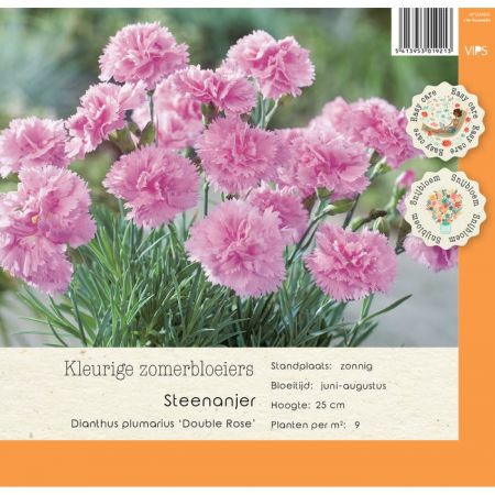 Dianthus plumarius Double Rose P9