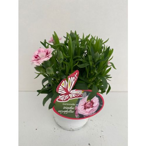 Dianthus - Anjer winterhard licht p10,5 Rose