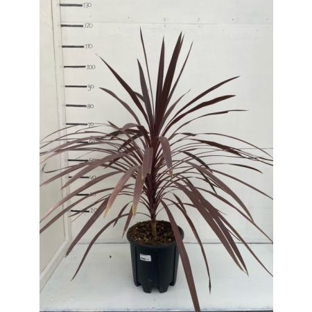 Dracaena indivisa red star