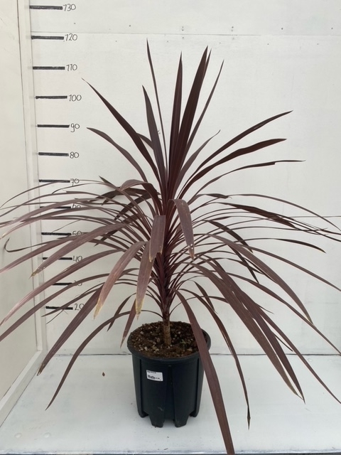 Dracaena indivisa red star - Tuincentrum Schmitz