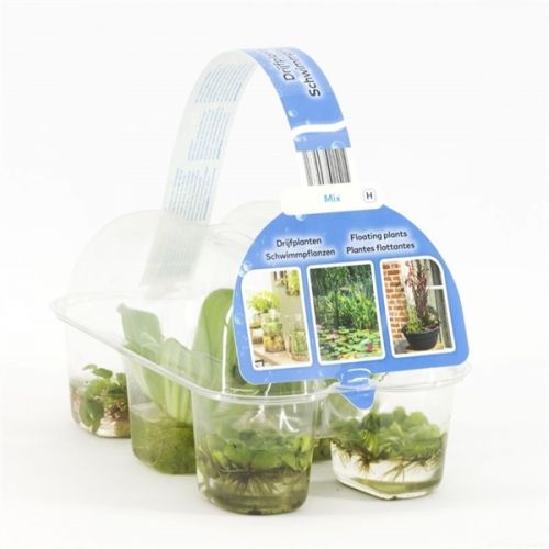 Drijfplanten in sixpack P0 - afbeelding 2