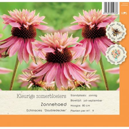 Echinacea Doubledecker P9