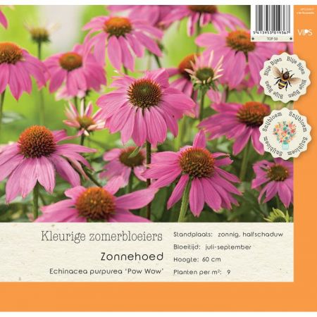 Echinacea purpurea Pow Wow p9