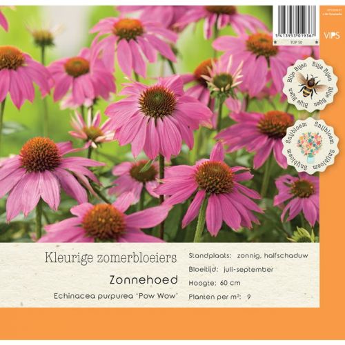 Echinacea purpurea Pow Wow p9