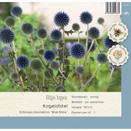 Echinops bannaticus Blue Glow P9