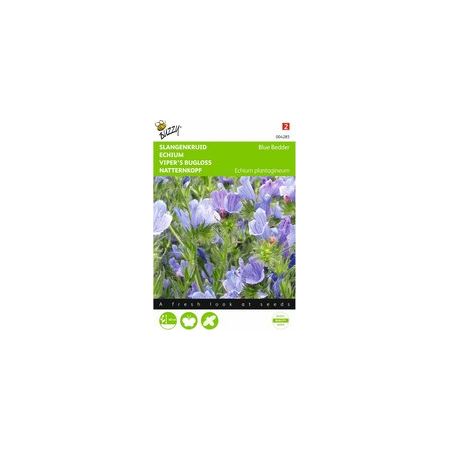 Echium plantagineum blue bedder 1g