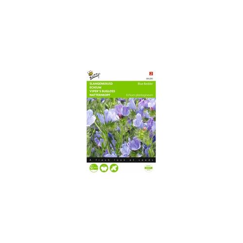 Echium plantagineum blue bedder 1g