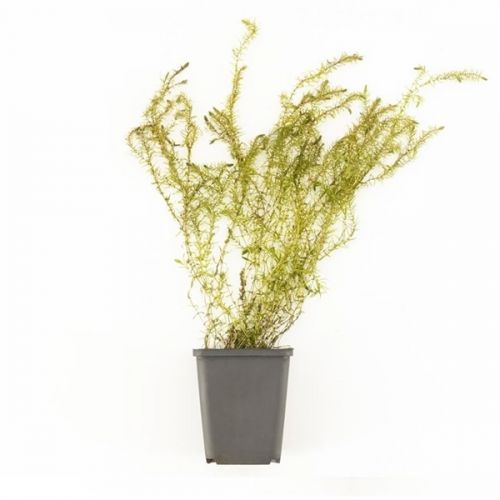 Elodea canadensa