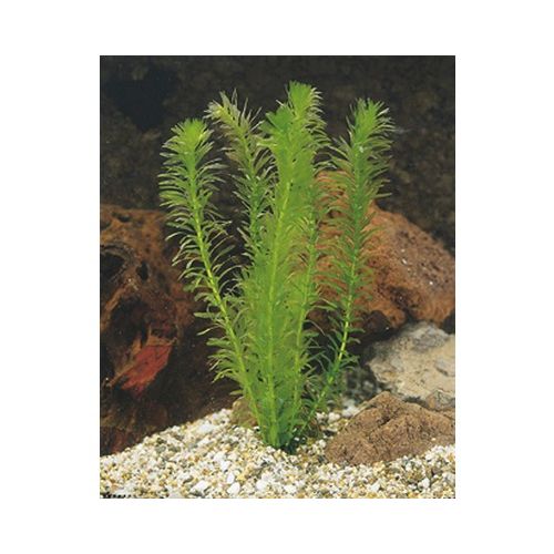 Elodea densa Beker medium - afbeelding 2