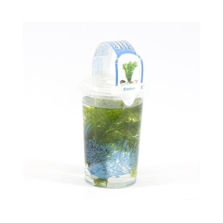 Elodea densa Beker medium - afbeelding 1