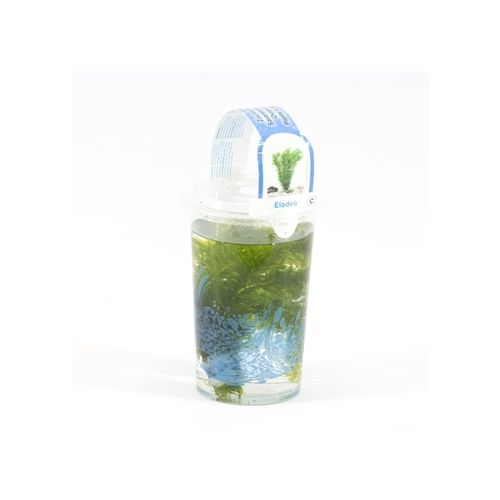 Elodea densa Beker medium - afbeelding 2