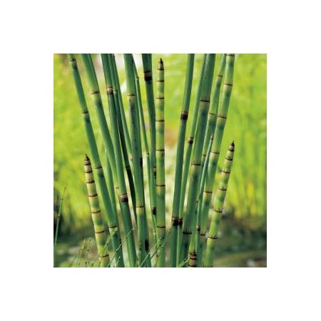 Equisetum japonica