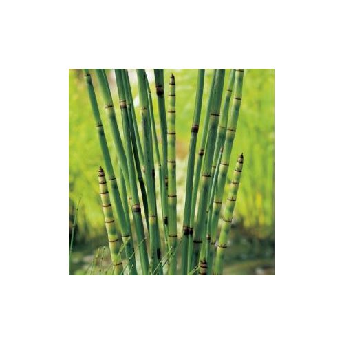 Equisetum japonica