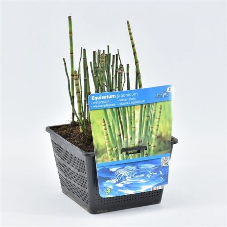 Equisetum japonica P18