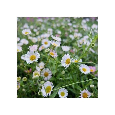 Erigeron karvinskianus p9