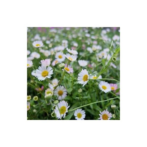 Erigeron karvinskianus p9