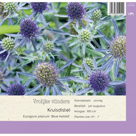 Eryngium planum Blue Hobbit p9