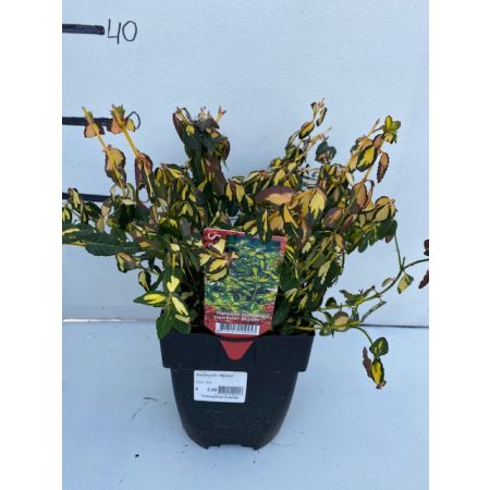 Euonymus for. 'Blondy'®