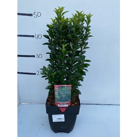 Euonymus j. 'Green Spire'